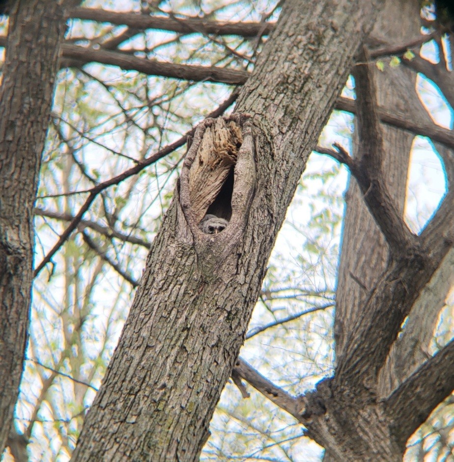 Barred Owl - ML564132201