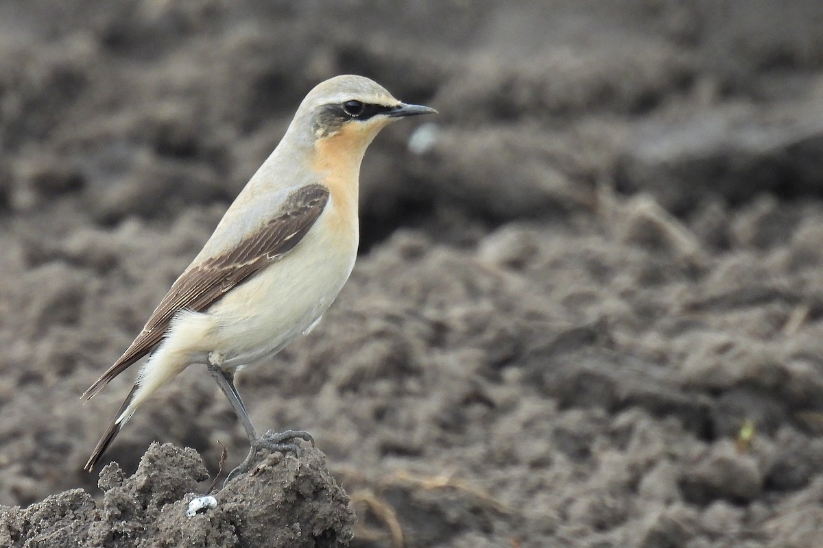 Northern Wheatear - ML564132281