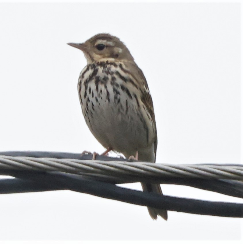 Olive-backed Pipit - John Mills