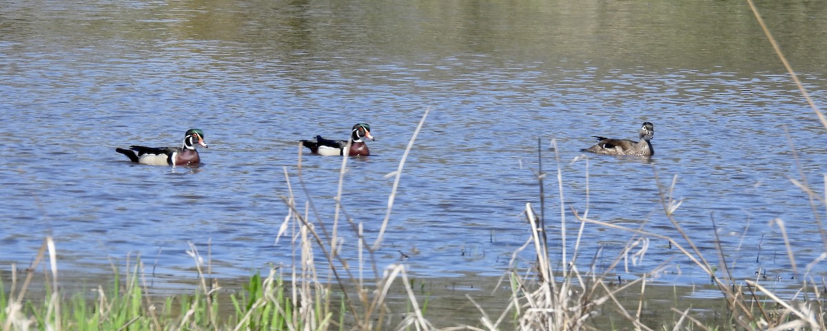 Wood Duck - ML564132791