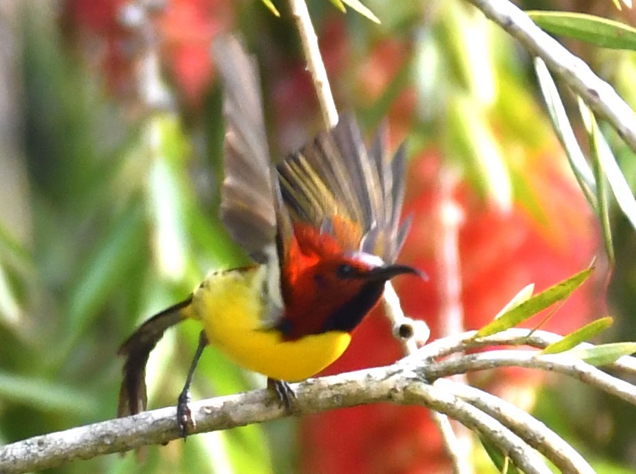 Mrs. Gould's Sunbird (Purple-rumped) - ML564132911