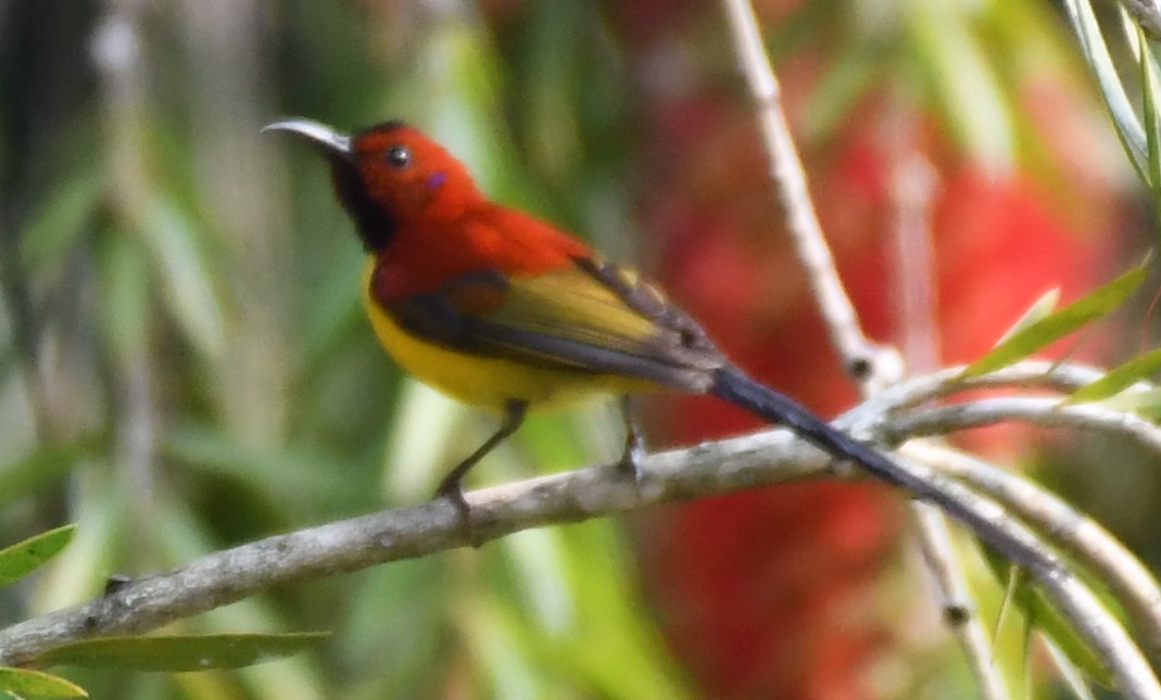 Mrs. Gould's Sunbird (Purple-rumped) - ML564132921