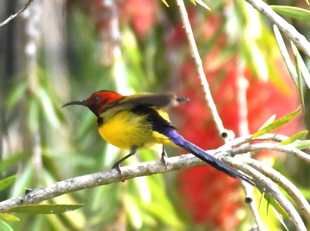 Mrs. Gould's Sunbird (Purple-rumped) - ML564132931