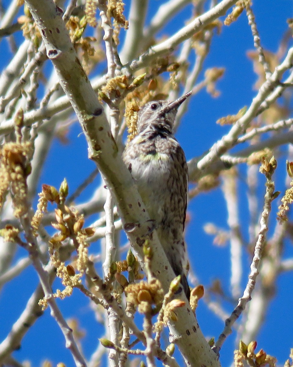 Yellow-bellied Sapsucker - ML564133141