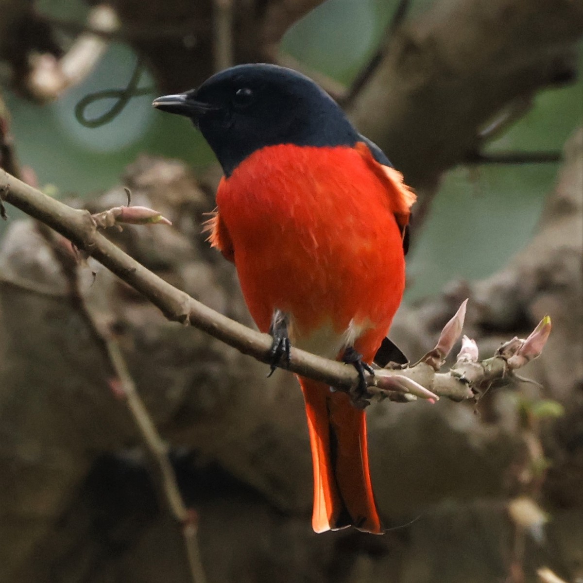 Scarlet Minivet - ML564133551