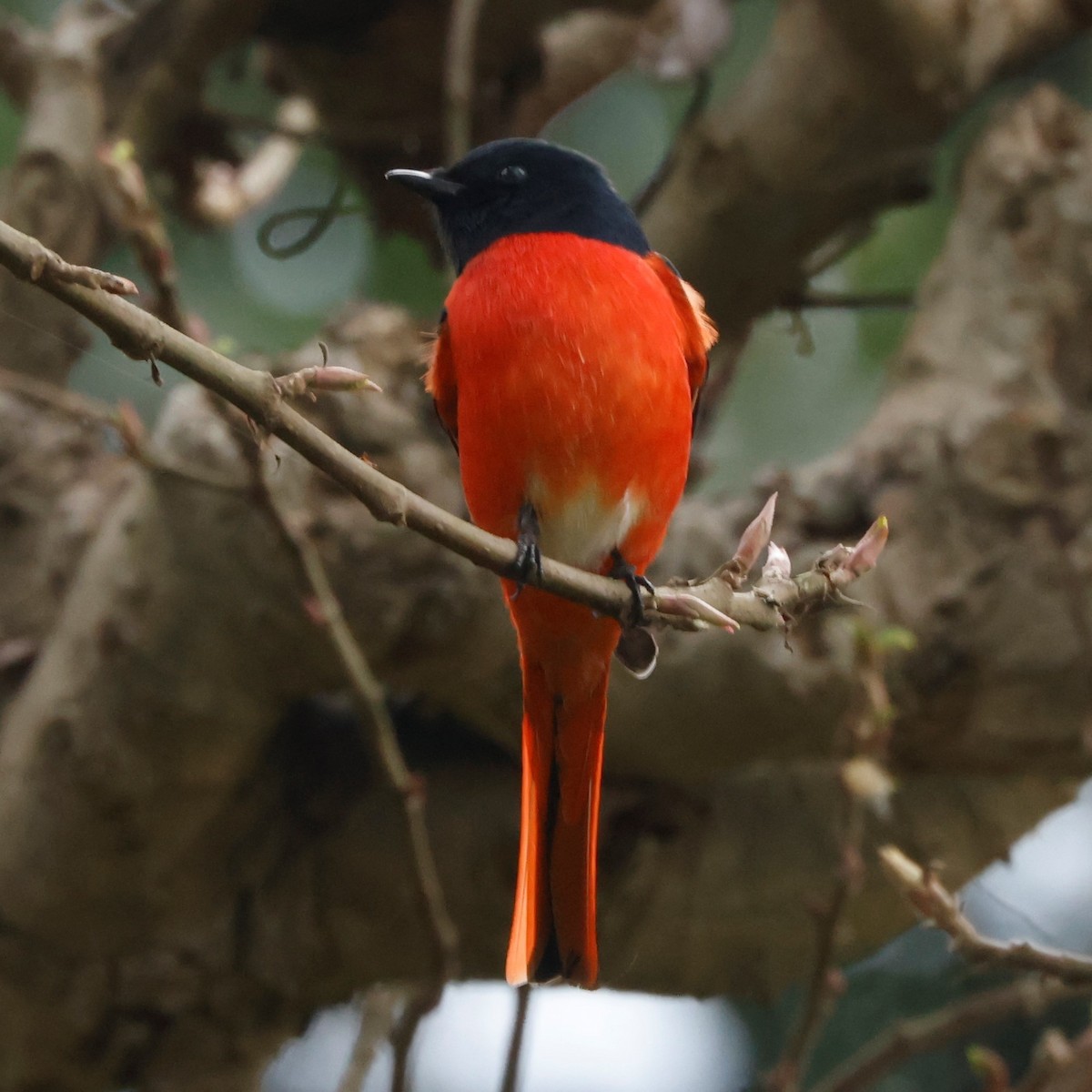 Scarlet Minivet - ML564133561