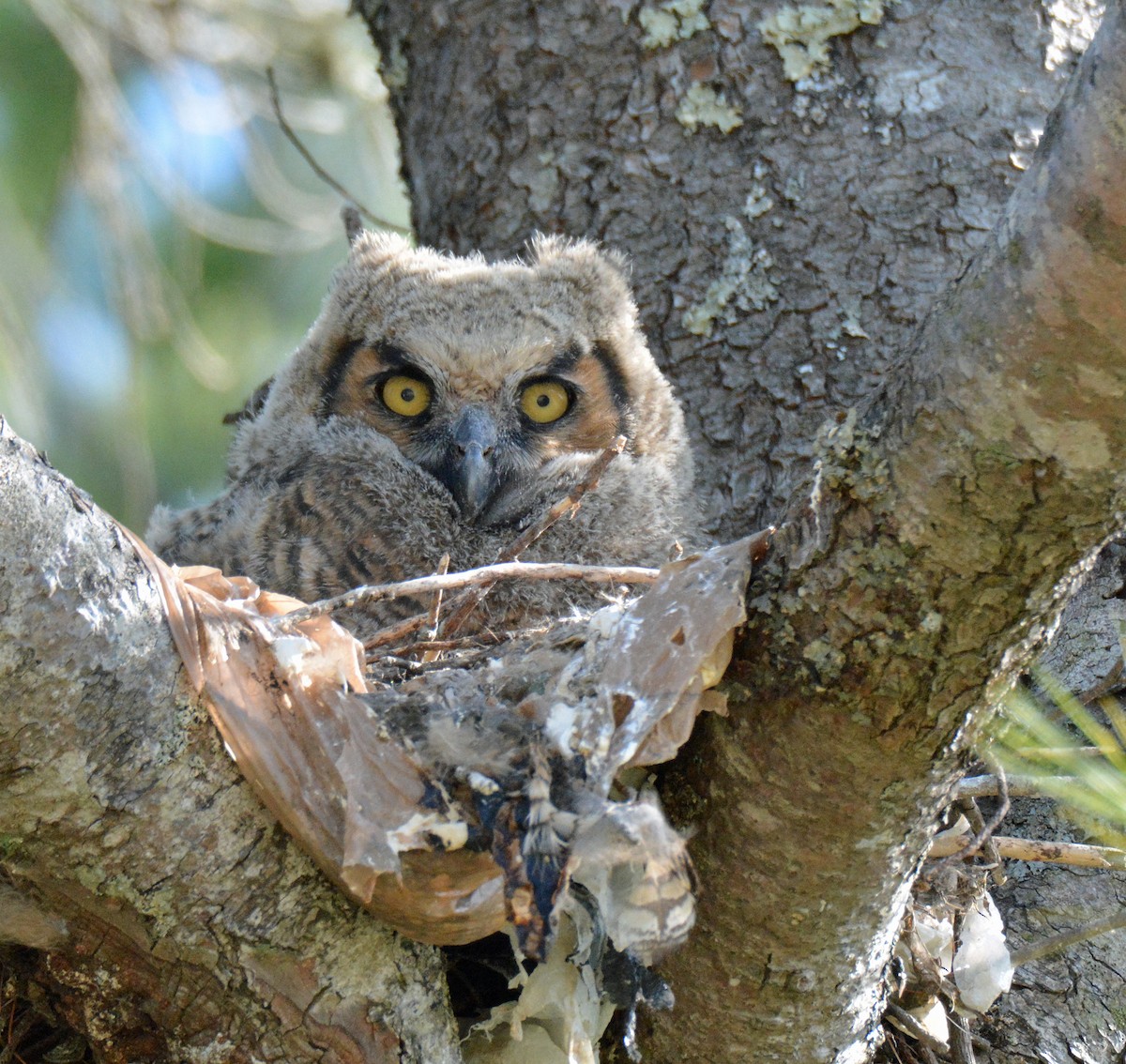 Great Horned Owl - ML564134491