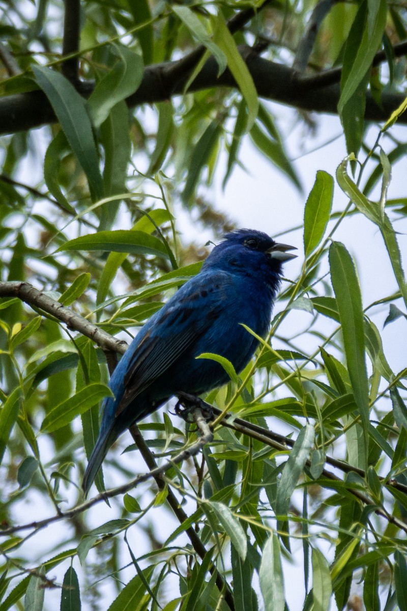 Passerin indigo - ML564135381