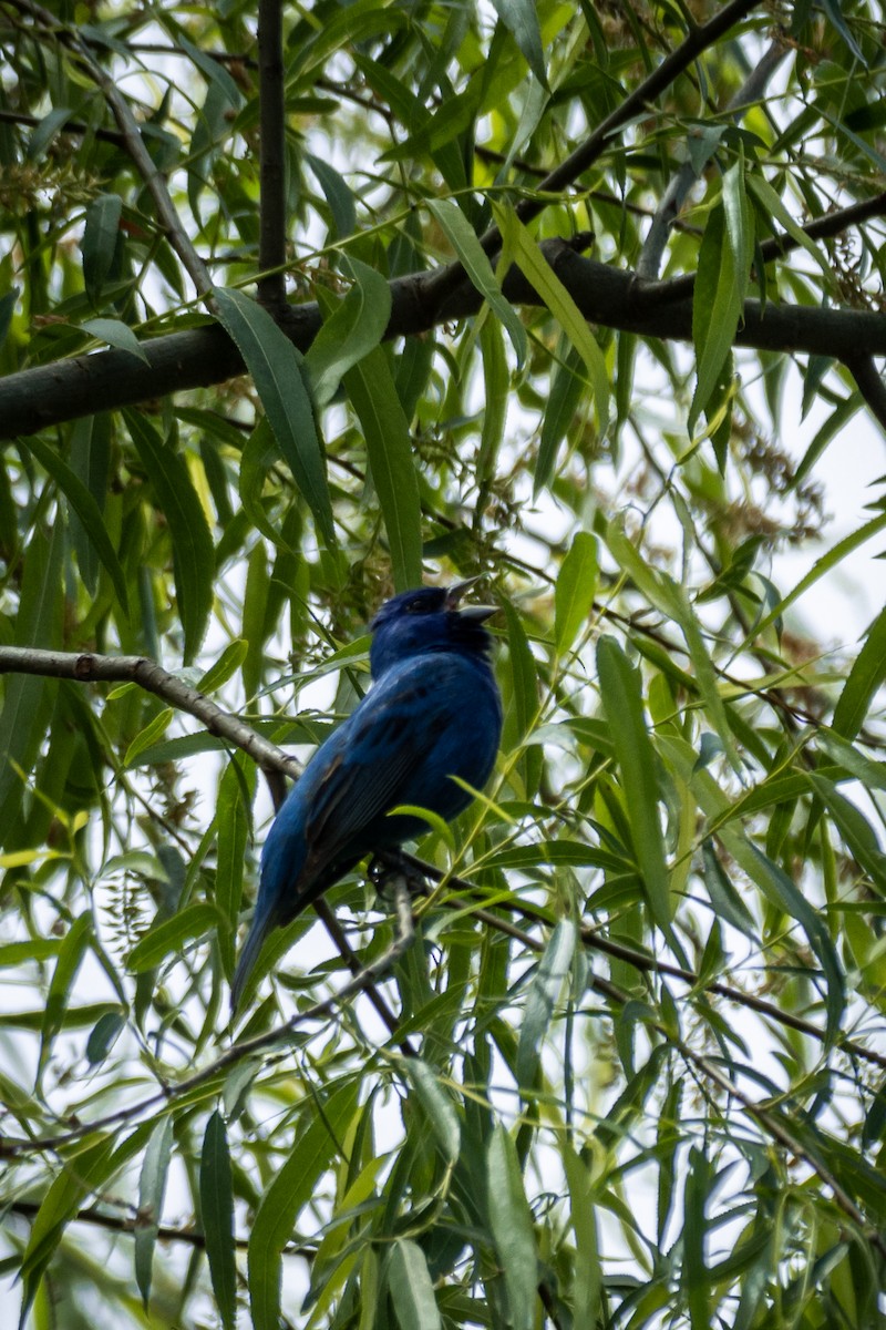 Indigo Bunting - ML564135391