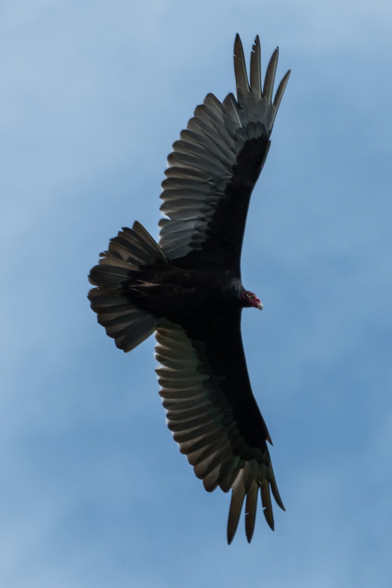 Turkey Vulture - ML564135501