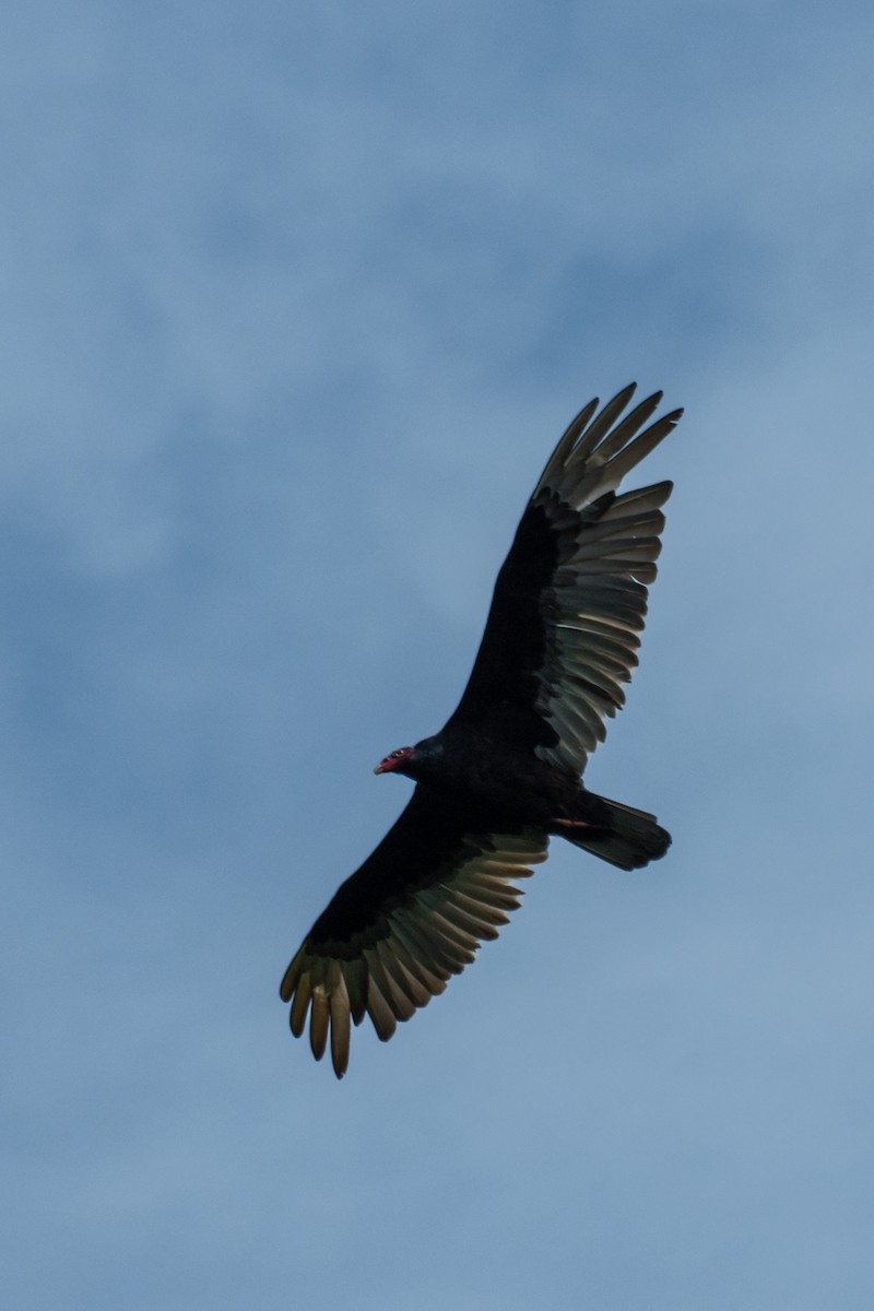 Turkey Vulture - ML564135511