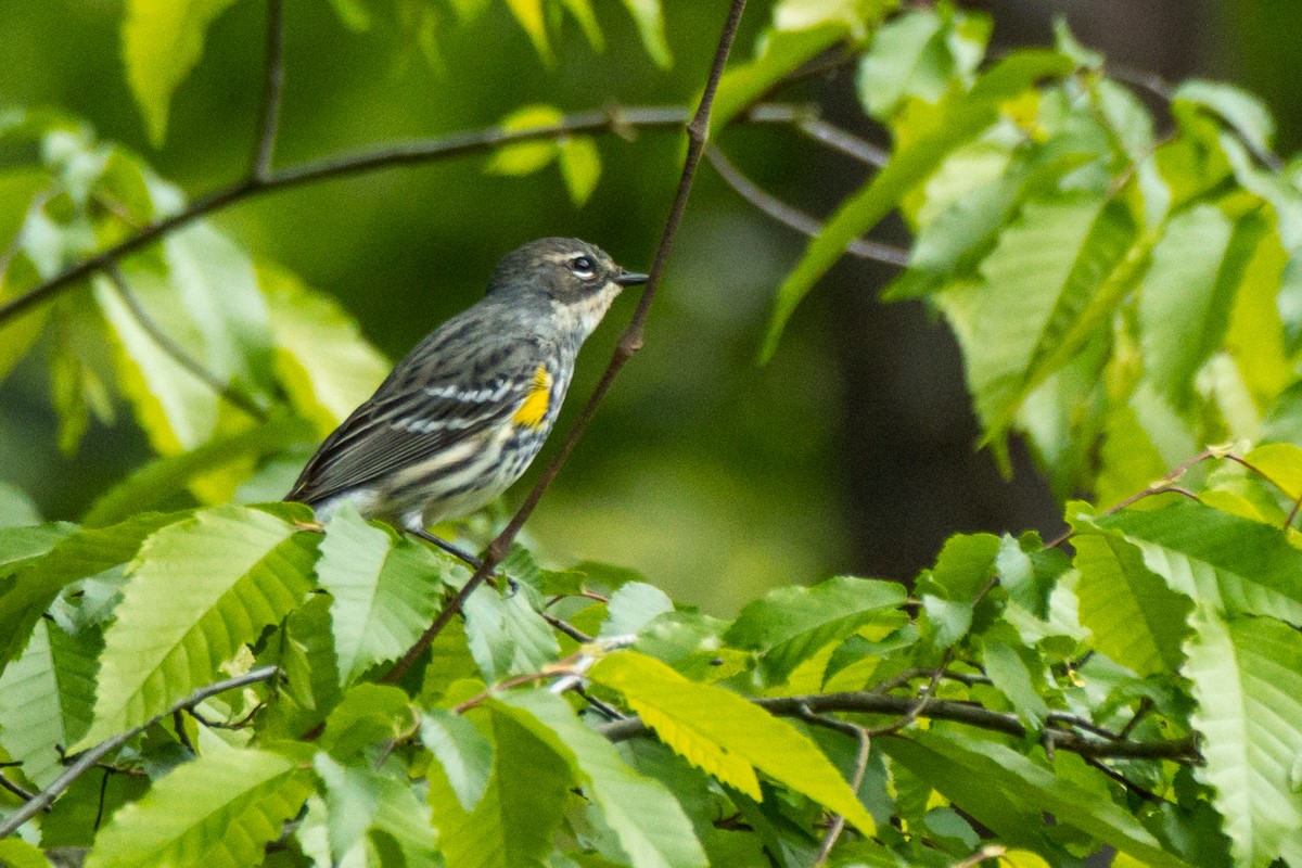 Yellow-rumped Warbler - ML564135611