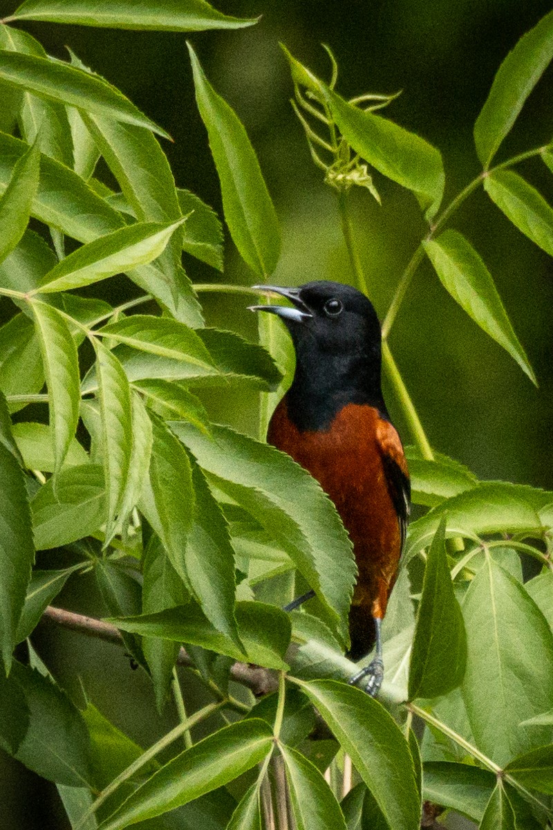 Orchard Oriole - ML564135631