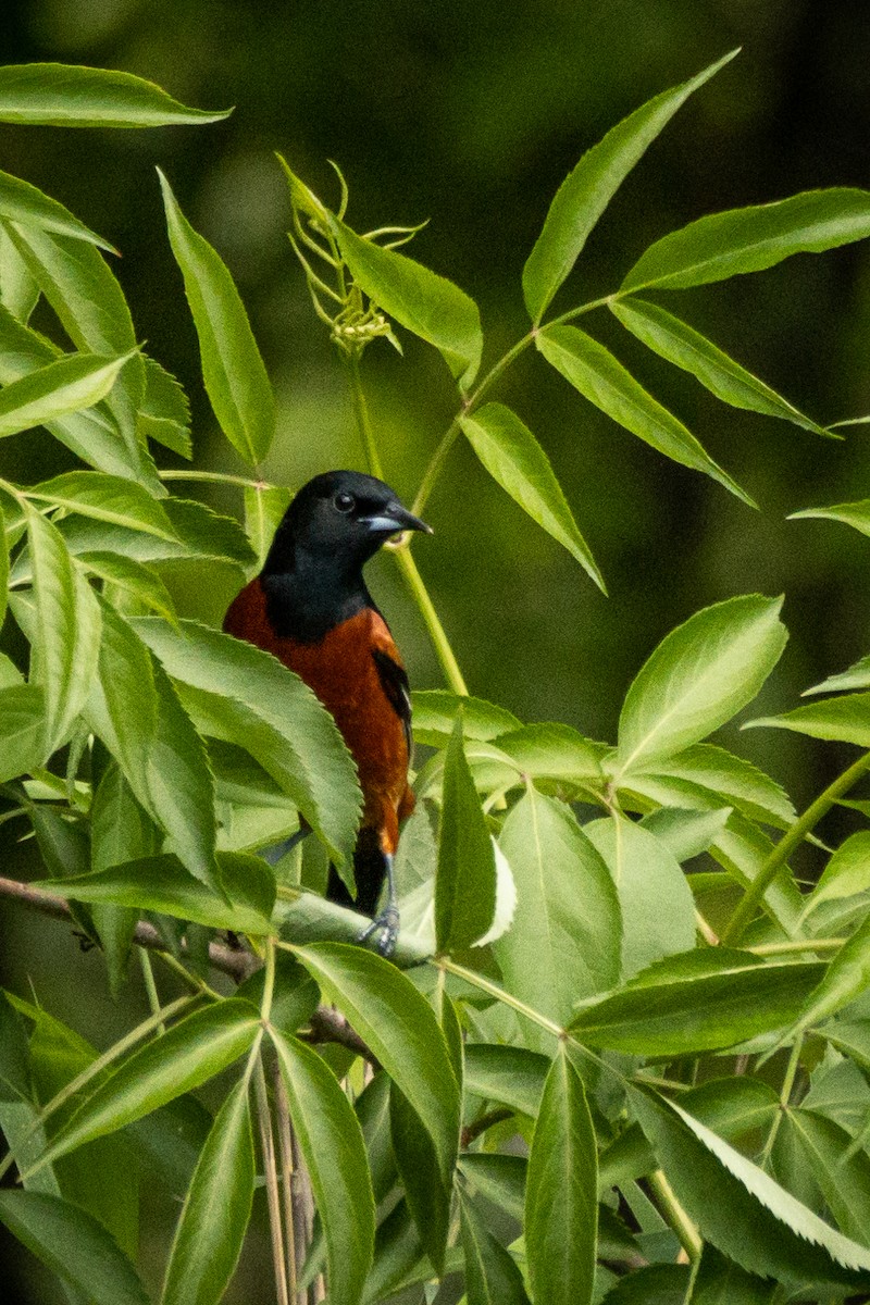 Orchard Oriole - ML564135641