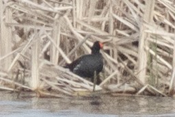 Common Gallinule - ML564137451