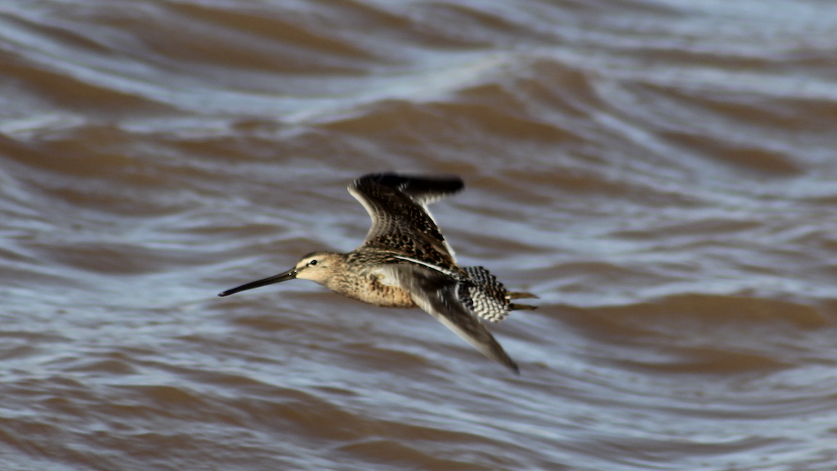 Long-billed Dowitcher - ML564137481