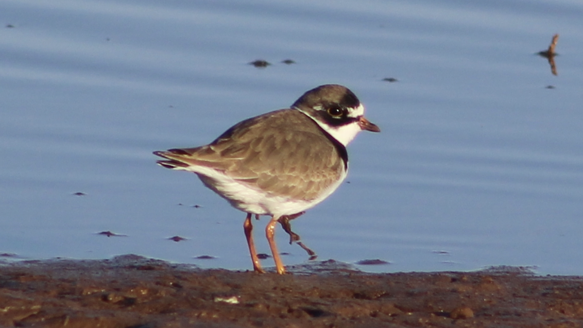 Semipalmated Plover - ML564137681