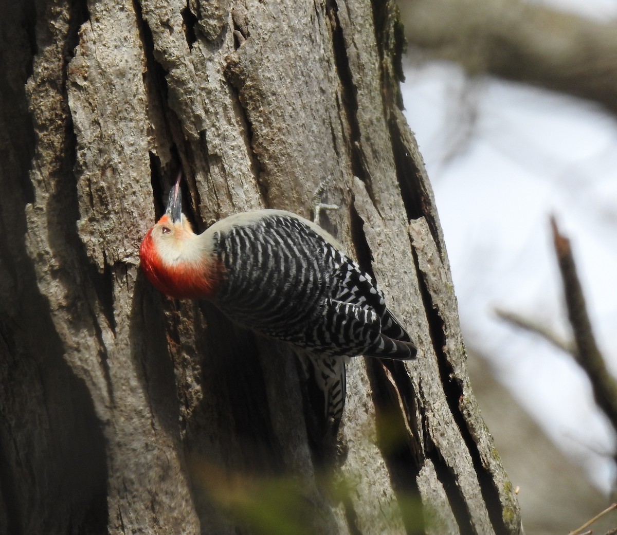 Red-bellied Woodpecker - ML564138481