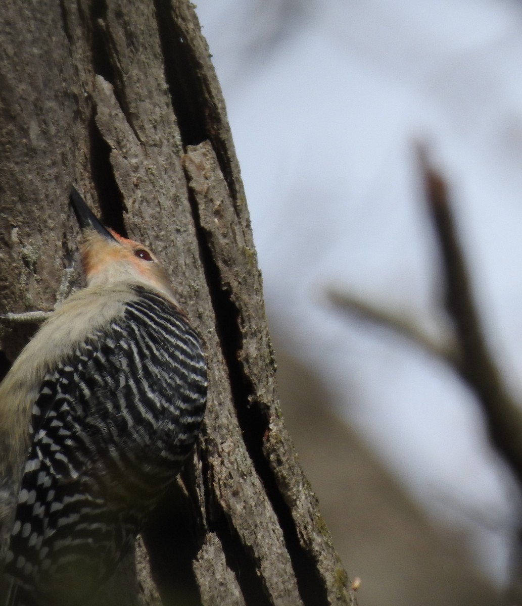 Red-bellied Woodpecker - ML564139541