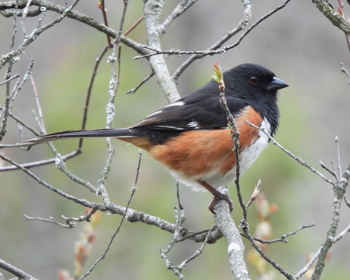 Eastern Towhee - ML564140501