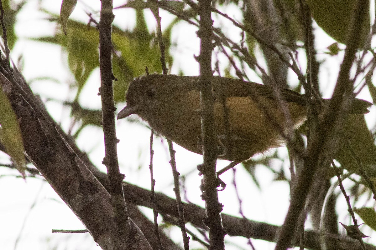 Sepik-Ramu Shrikethrush - Doug Gochfeld