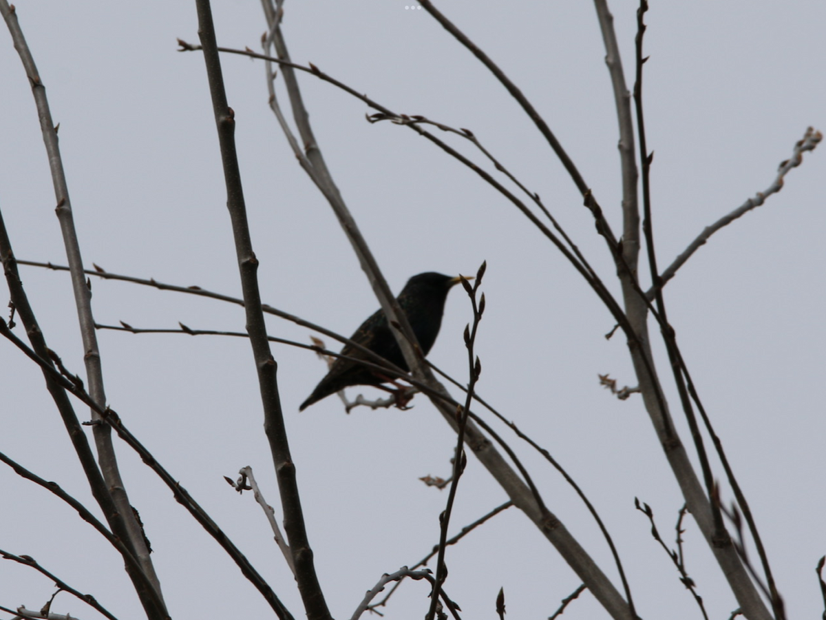 European Starling - ML564141371