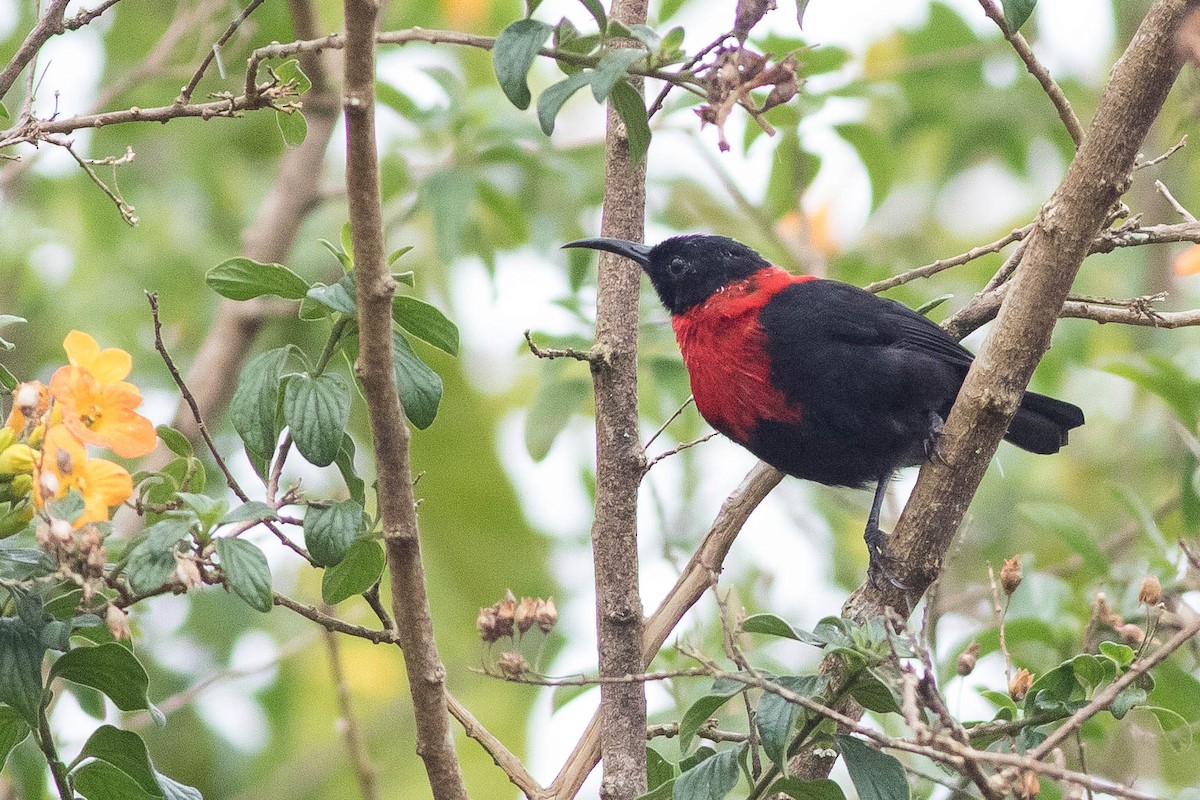 Red-collared Myzomela - Doug Gochfeld