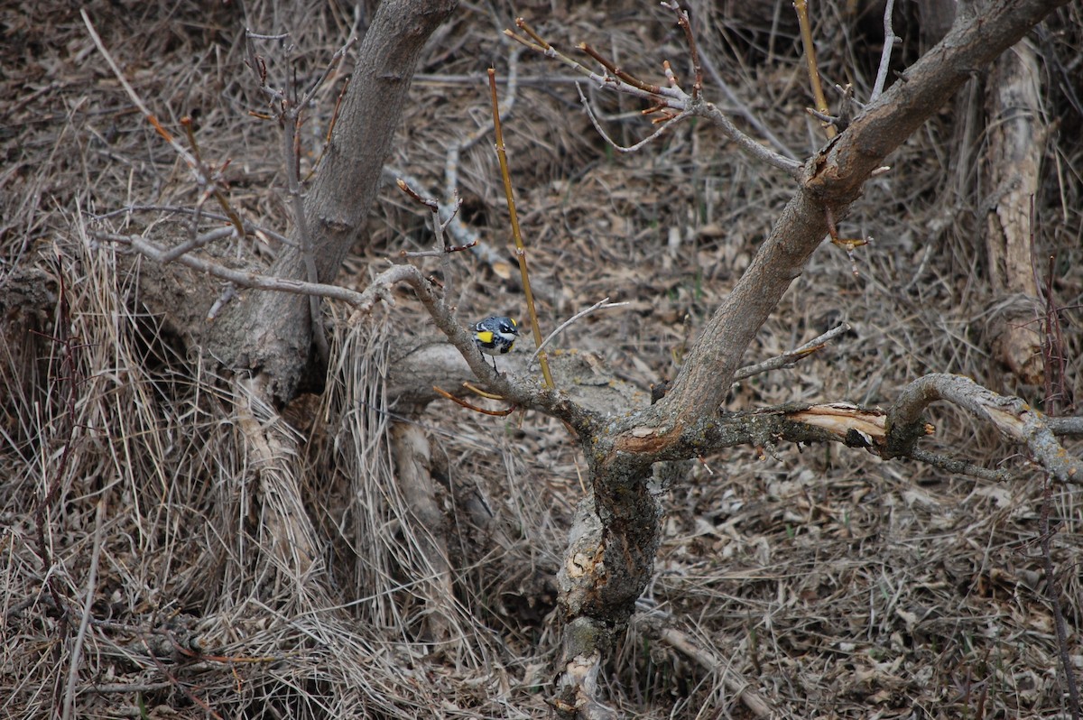 Yellow-rumped Warbler - ML564141941