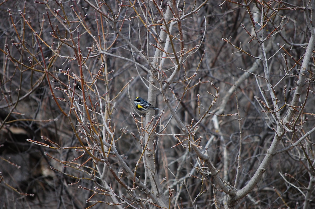 Yellow-rumped Warbler - ML564141951