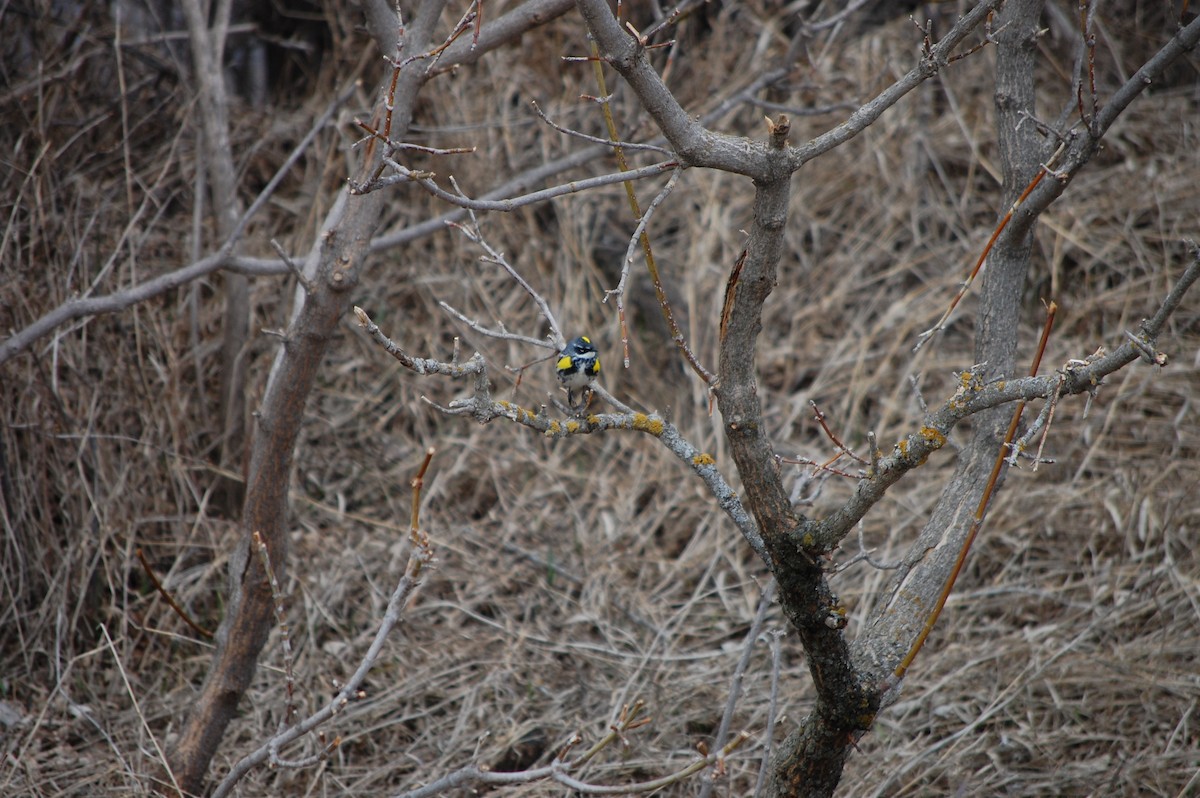 Yellow-rumped Warbler - ML564141971