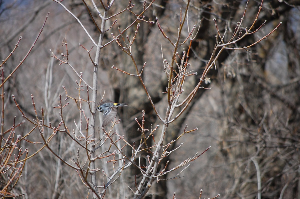 Yellow-rumped Warbler - ML564141981