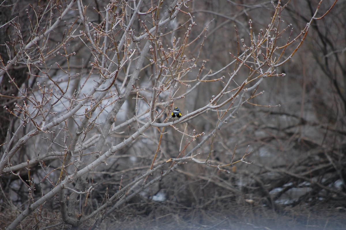 Yellow-rumped Warbler - ML564141991