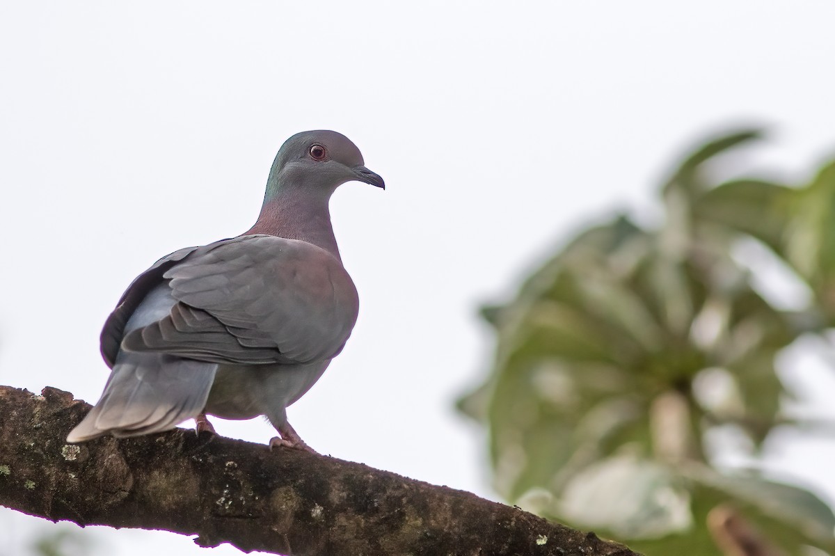 Pale-vented Pigeon - ML564143001