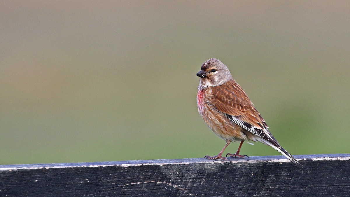 Eurasian Linnet - ML56414301