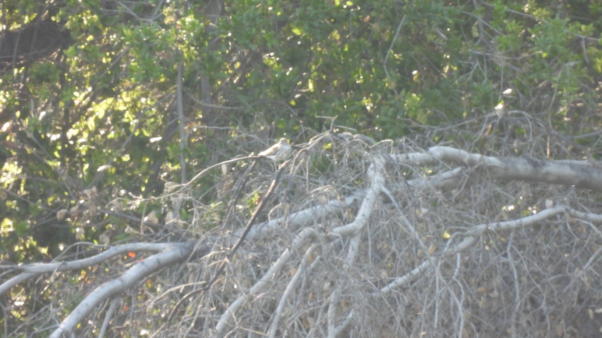 ביצנית נקודה - ML564143091