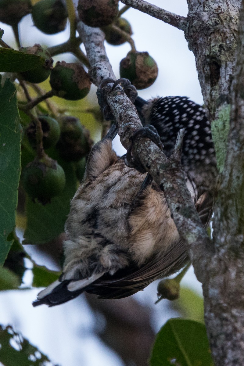 Bar-breasted Piculet - ML564143101