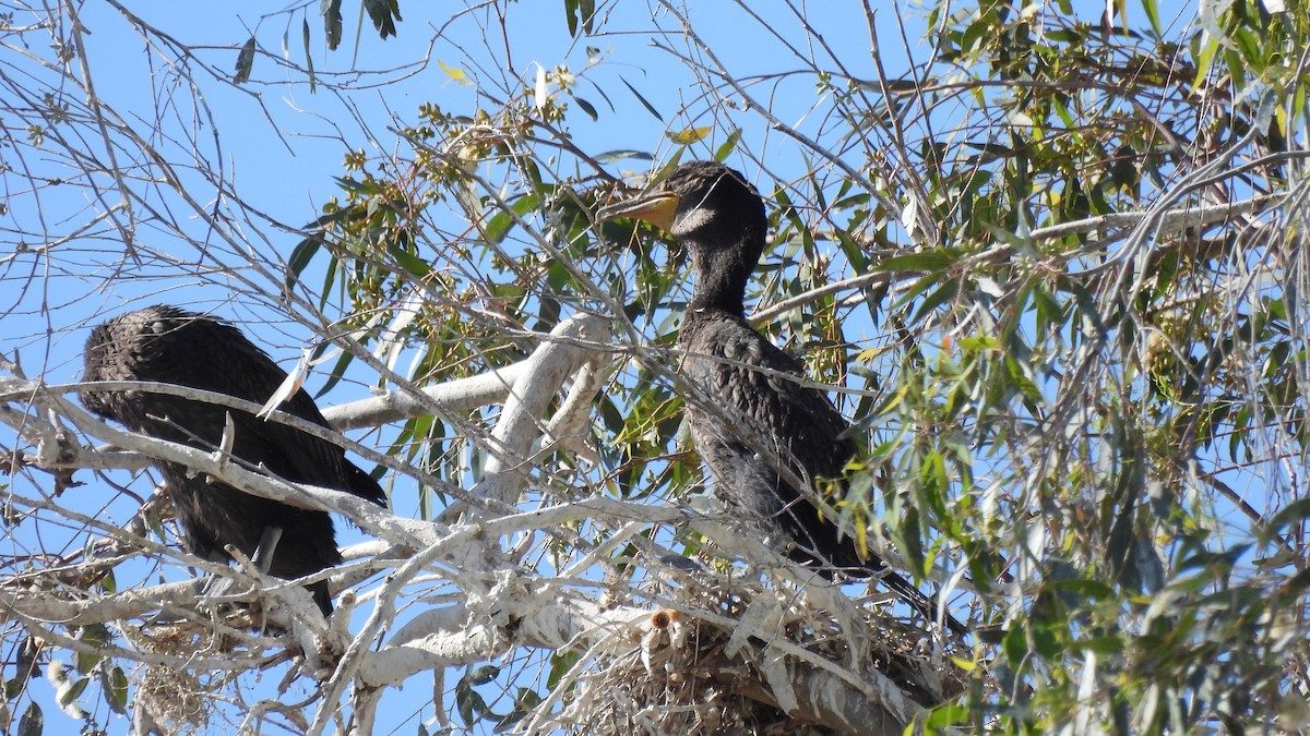 Double-crested Cormorant - Karen Evans