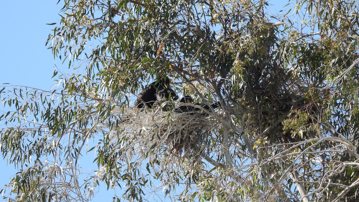 Double-crested Cormorant - Karen Evans