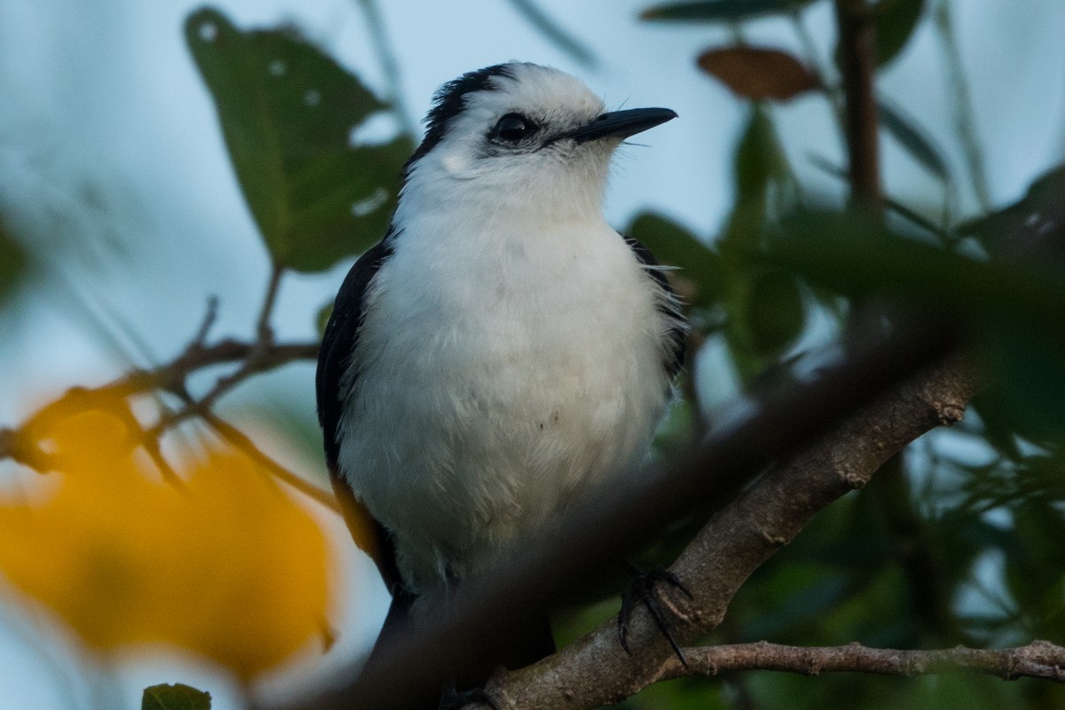 Black-backed Water-Tyrant - ML564143371