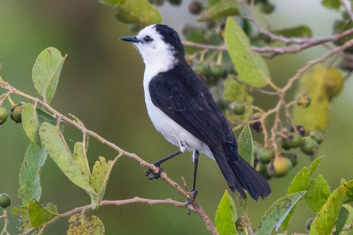 Black-backed Water-Tyrant - ML564143411