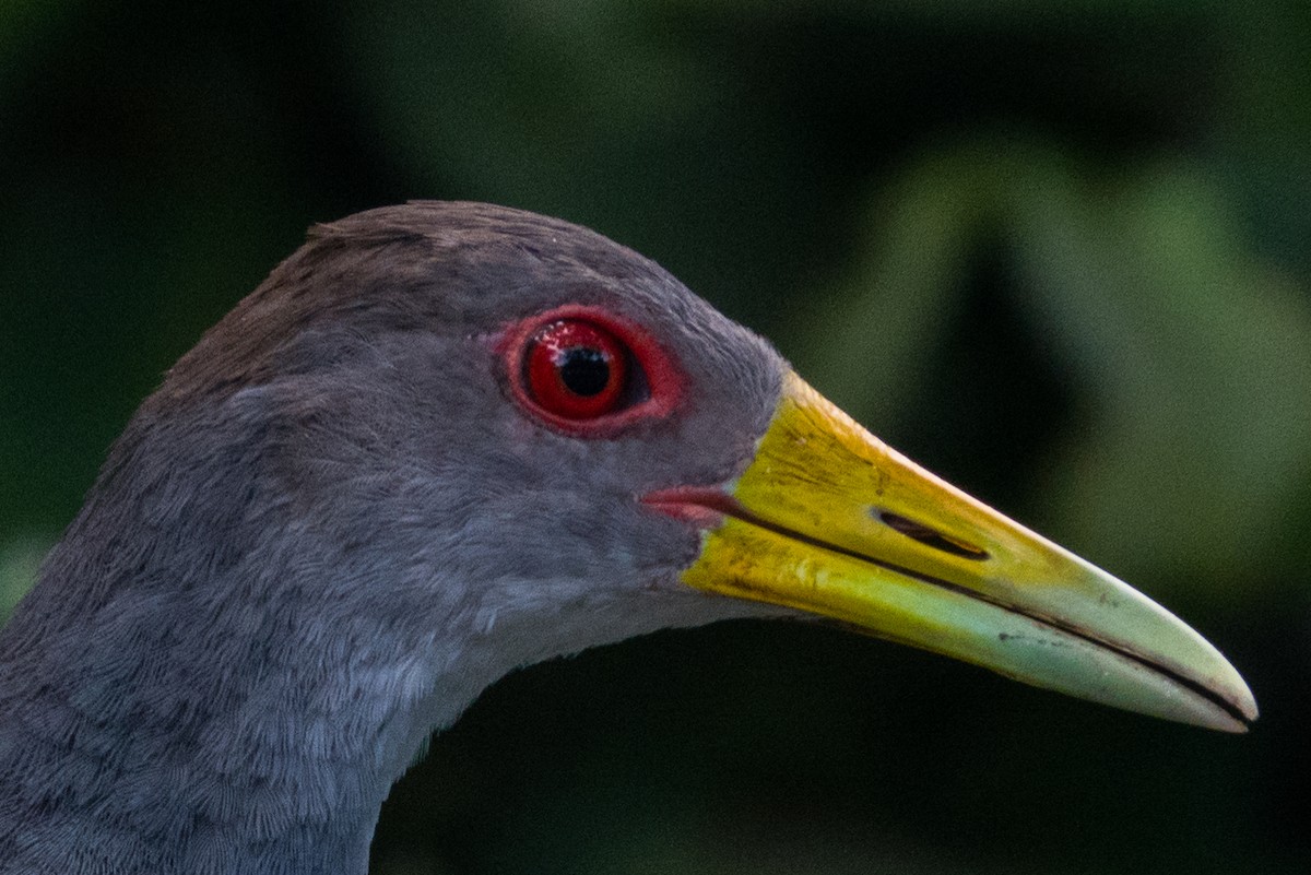 Gray-cowled Wood-Rail - ML564143901