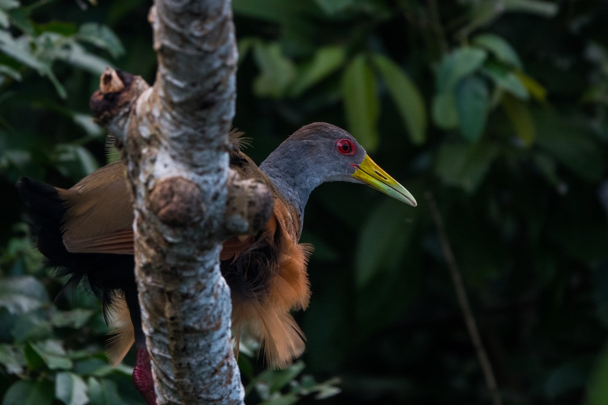 Gray-cowled Wood-Rail - ML564143911