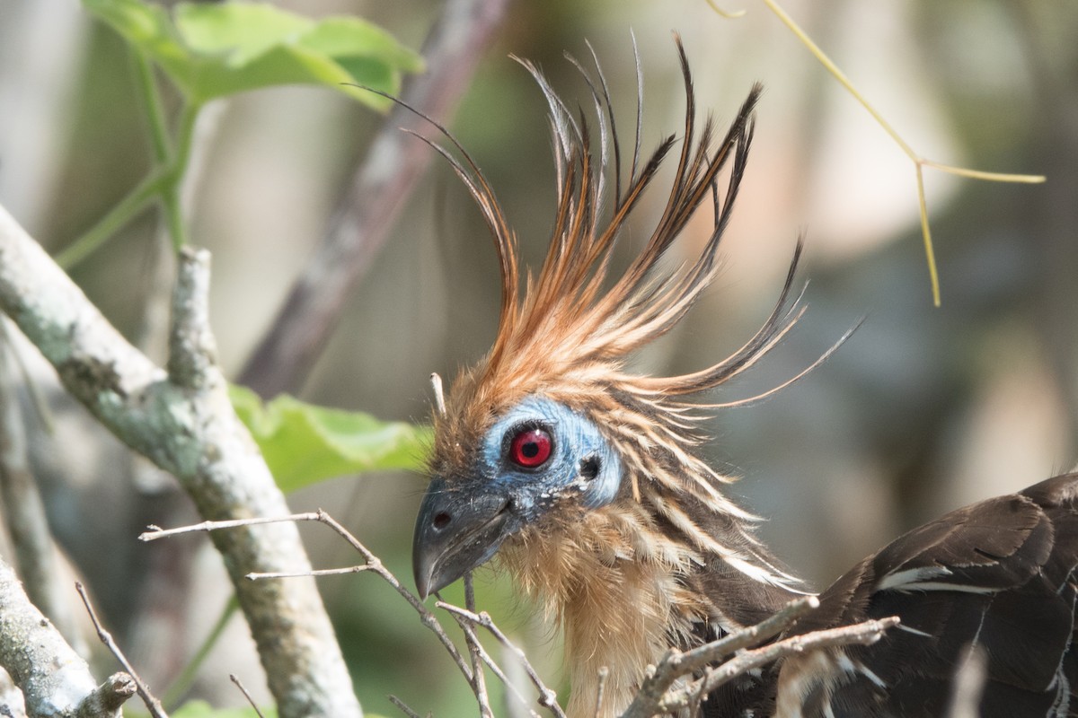 Hoatzin - ML564144111
