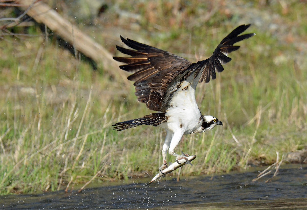 Osprey (carolinensis) - Michael J Good