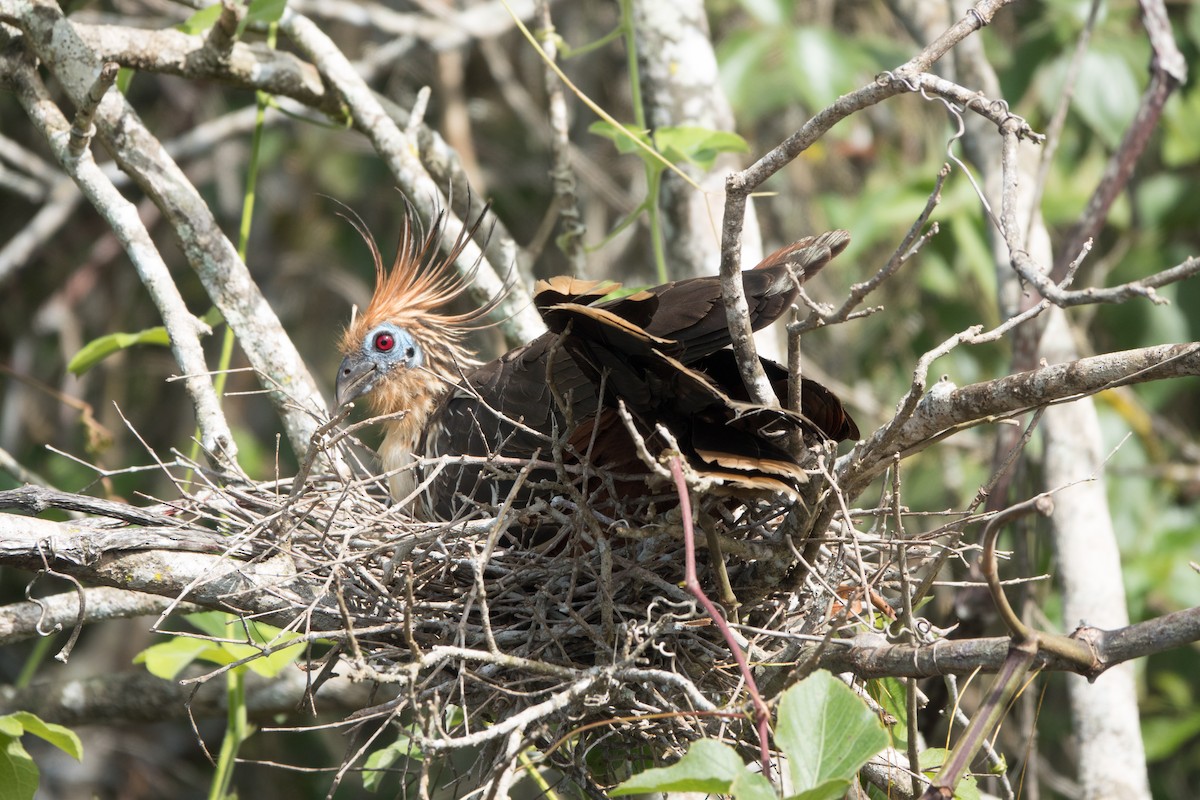 Hoatzin - ML564144251