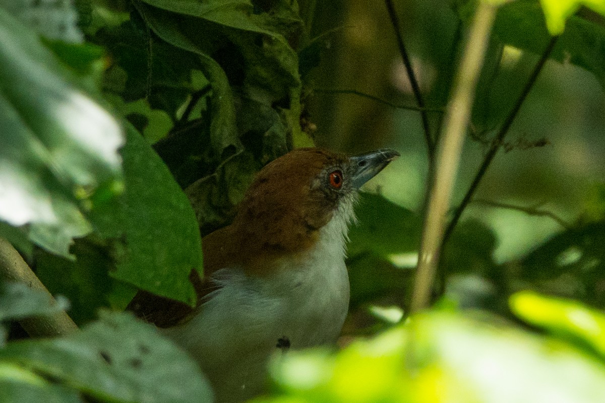 Great Antshrike - ML564144291