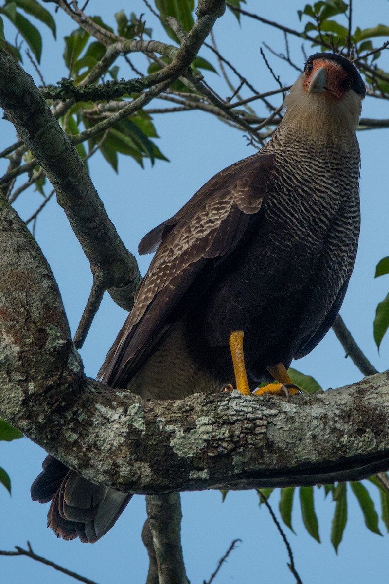 Crested Caracara - ML564144361