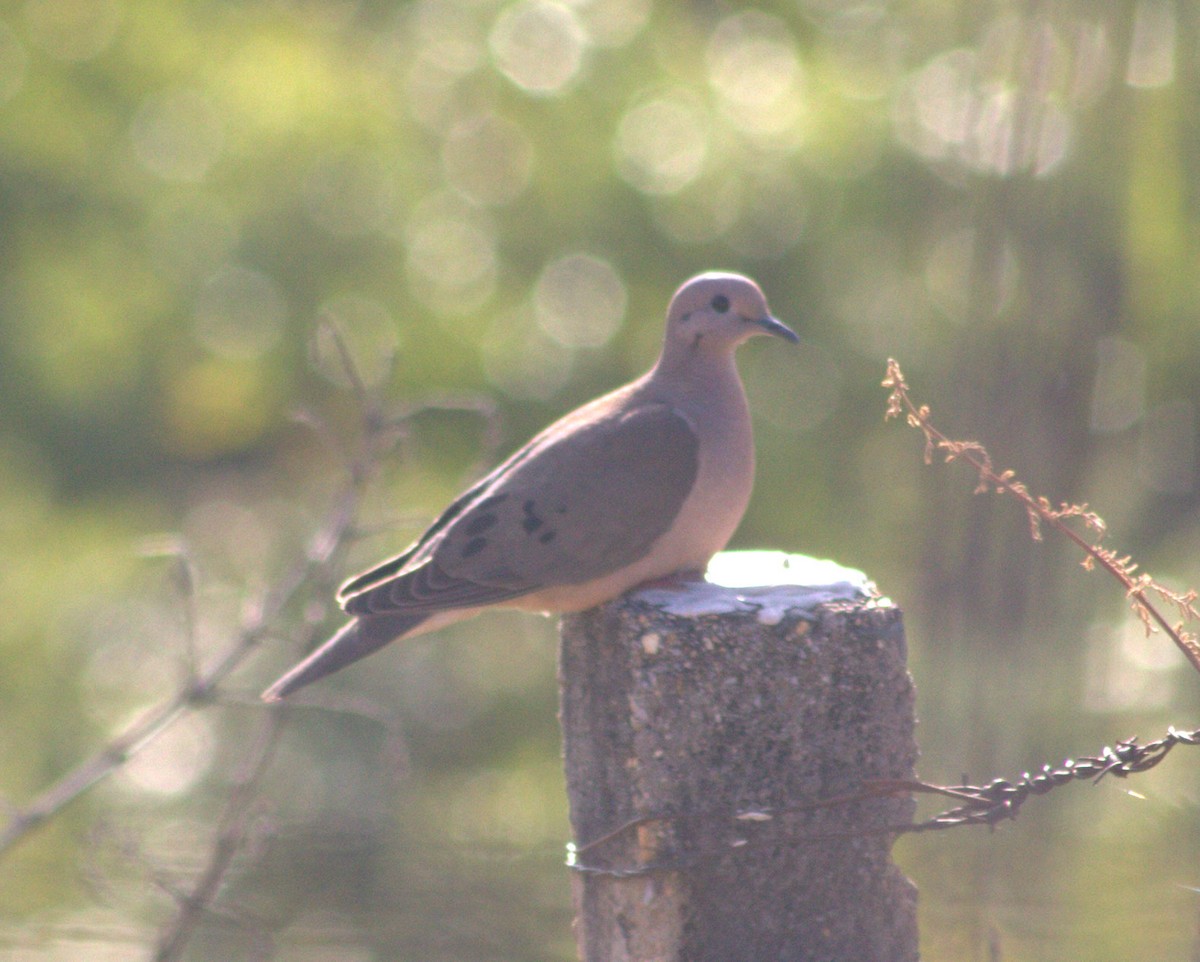 Eared Dove - ML56414491