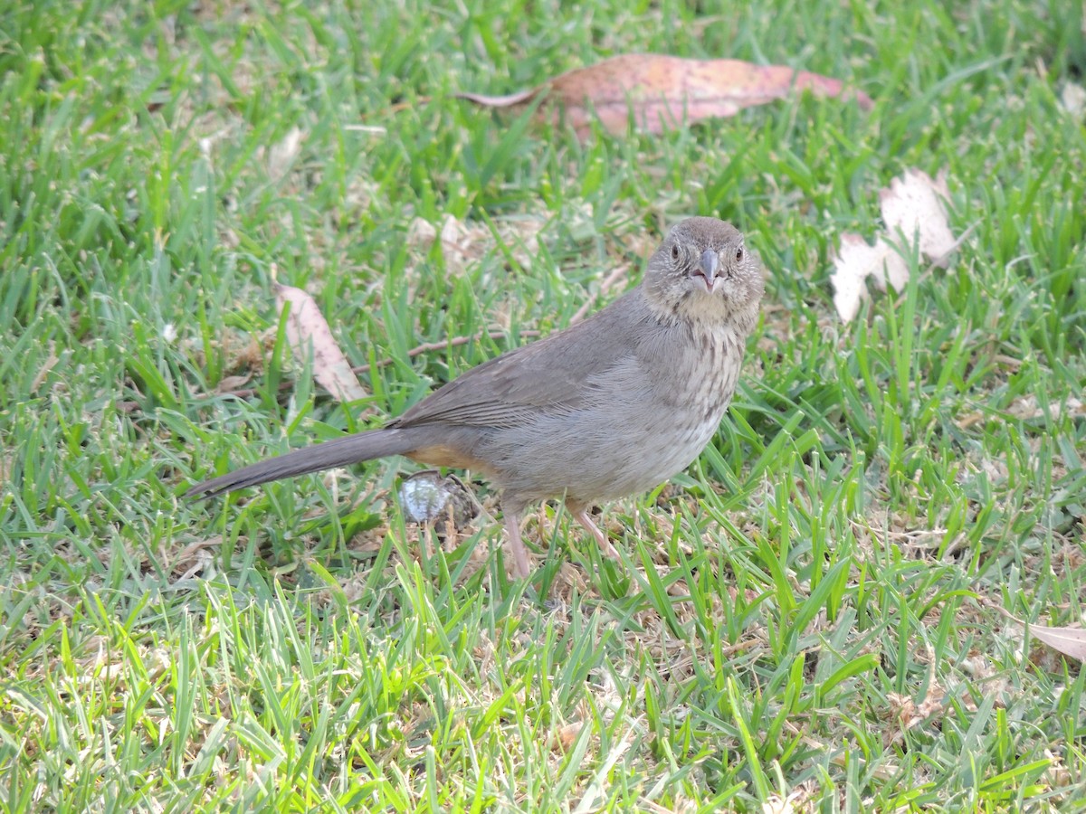 Canyon Towhee - ML564145621