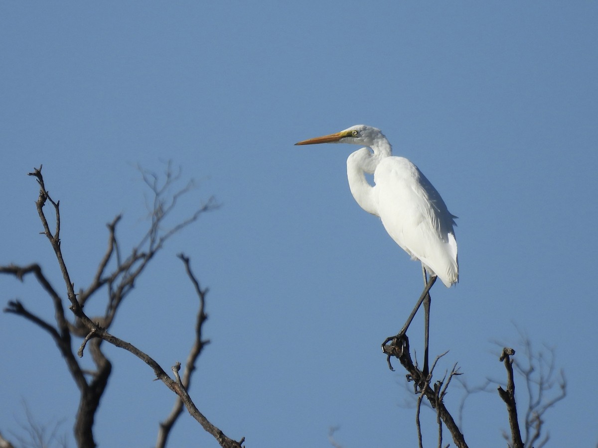 Great Egret - ML564145861